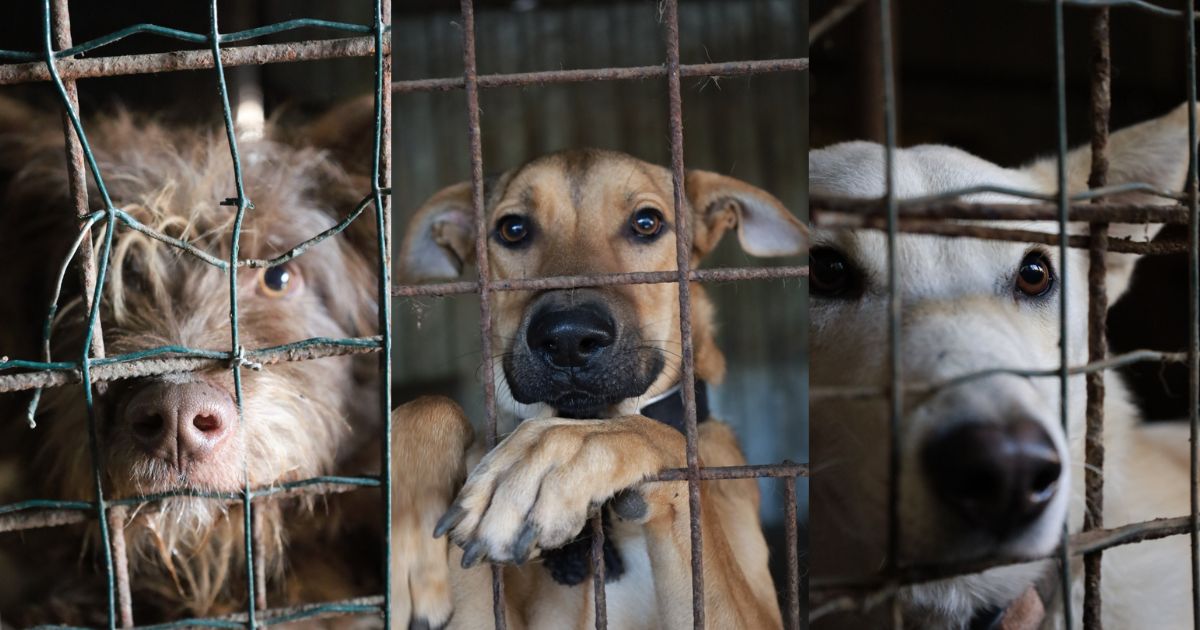 utulok filakovo psiky